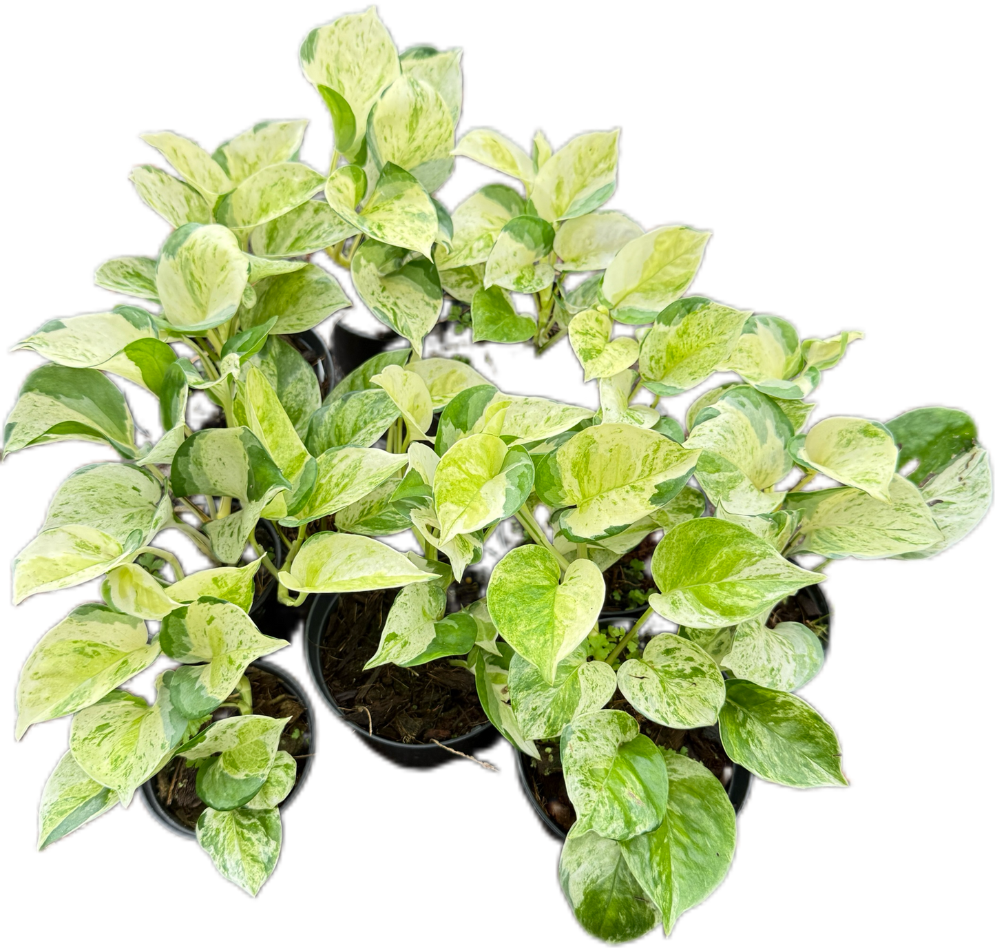 Epipremnum Pothos Global Japan  variegated  - Set of 10 Plants
