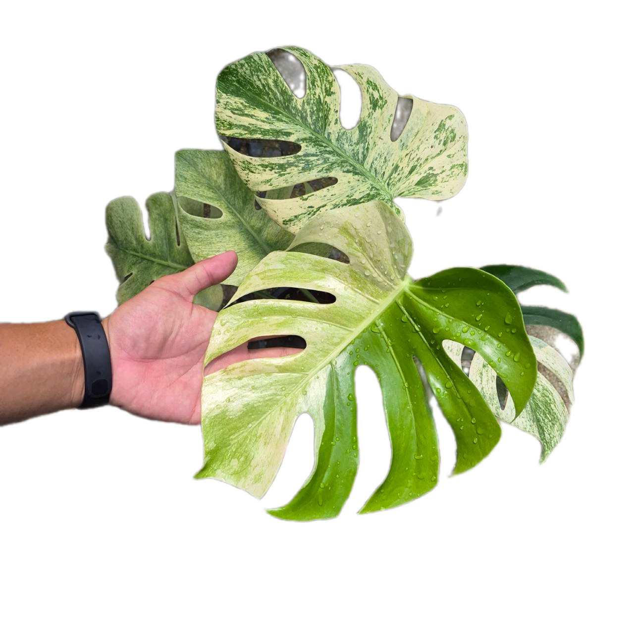 Monstera Deliciosa “Sphinx” Rare Actual Plant