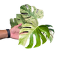 Monstera Deliciosa “Sphinx” Rare Actual Plant