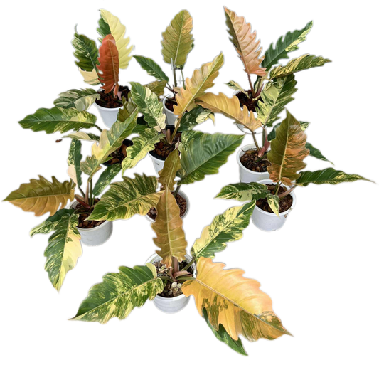 Philodendron caramel marble variegated medium size – Set of 5 Plants