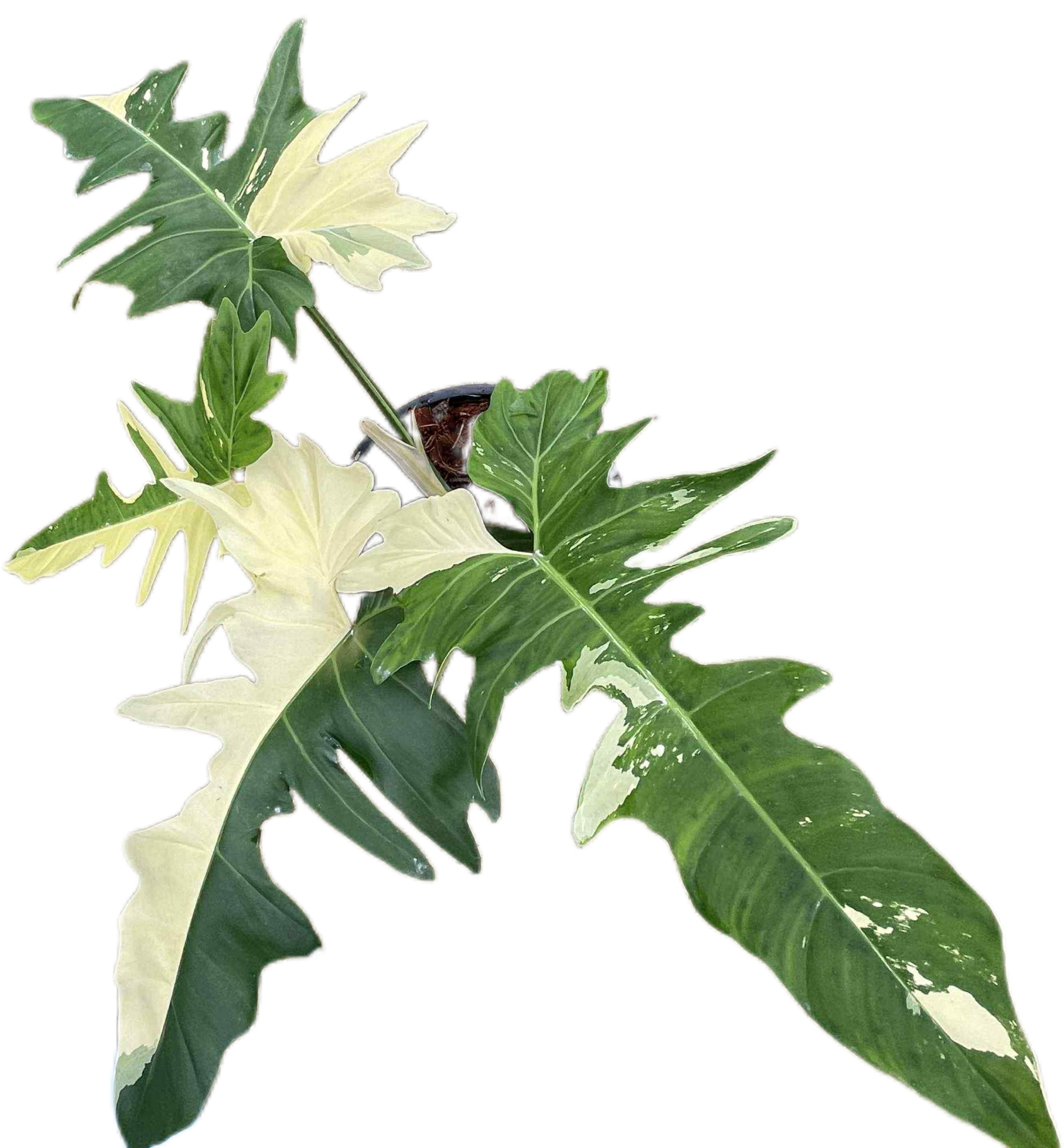 Philodendron golden dragon variegated( 1 plant) – BanrakTonmai Garden  Thailand