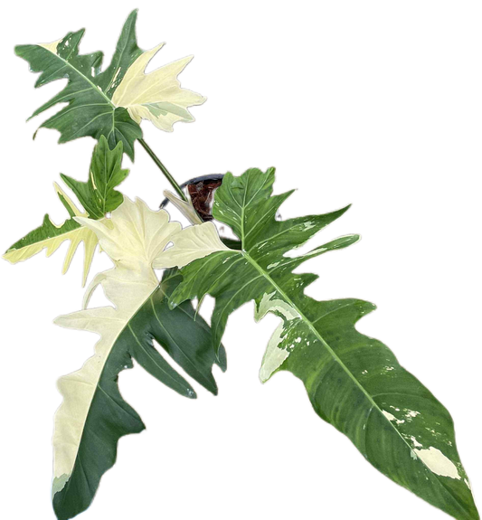 Philodendron golden dragon variegated( 1 plant)