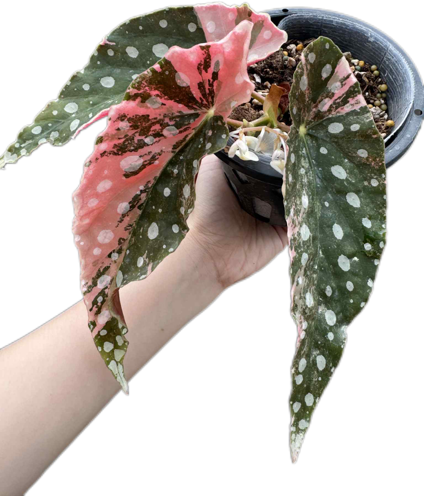 Begonia maculata pink variegated (1 plant) – BanrakTonmai Garden