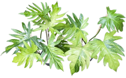 philodendron radiatum variegated-set 5 pcs