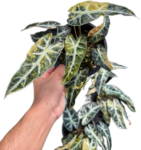 Alocasia Bambino aurea Variegated - Set of 5 Plants