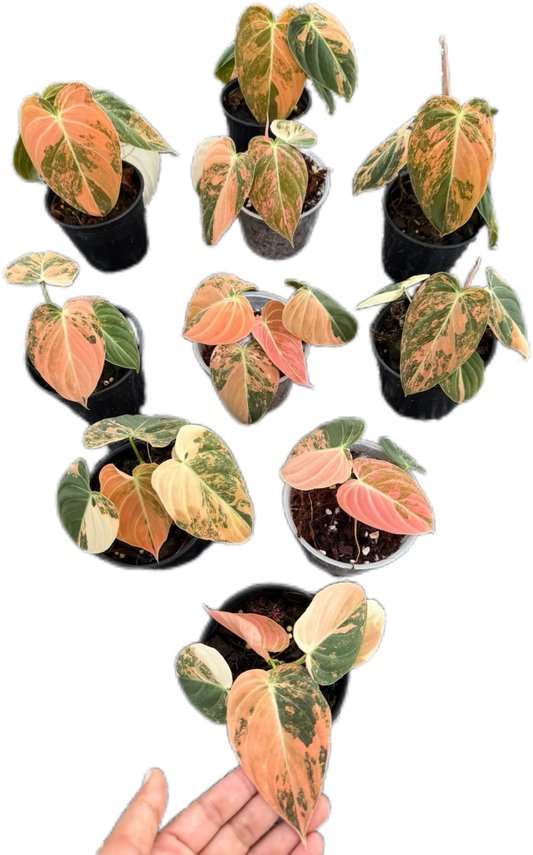 Philodendron melanochrysum orange Variegated ( 1 plant)