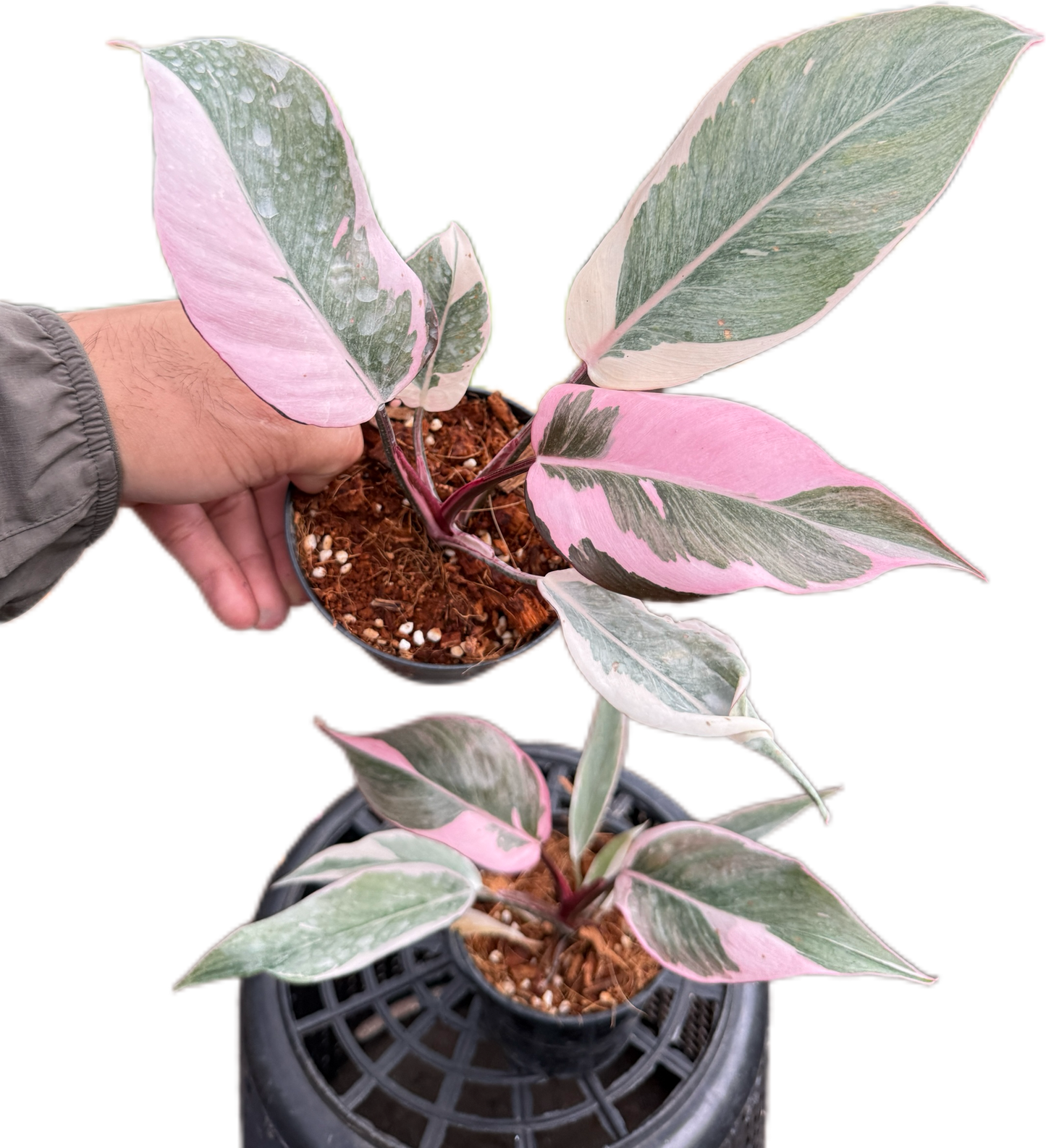 Philodendron pink princess mutation variegated -set 5 pcs