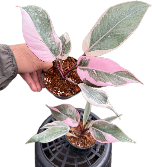 Philodendron pink princess mutation variegated (1 plant)