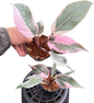 Philodendron pink princess mutation variegated -set 5 pcs