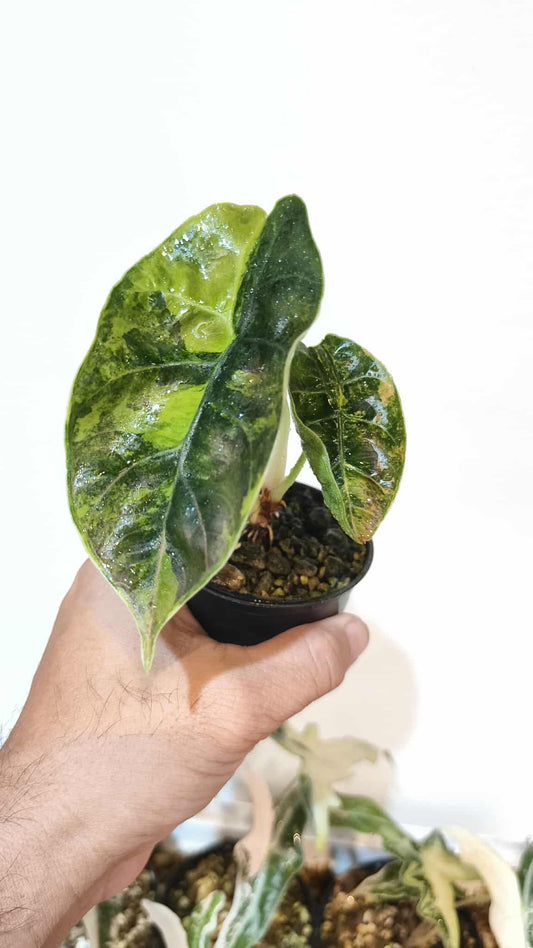 Alocasia Azlanii aurea variegated (1 plant)