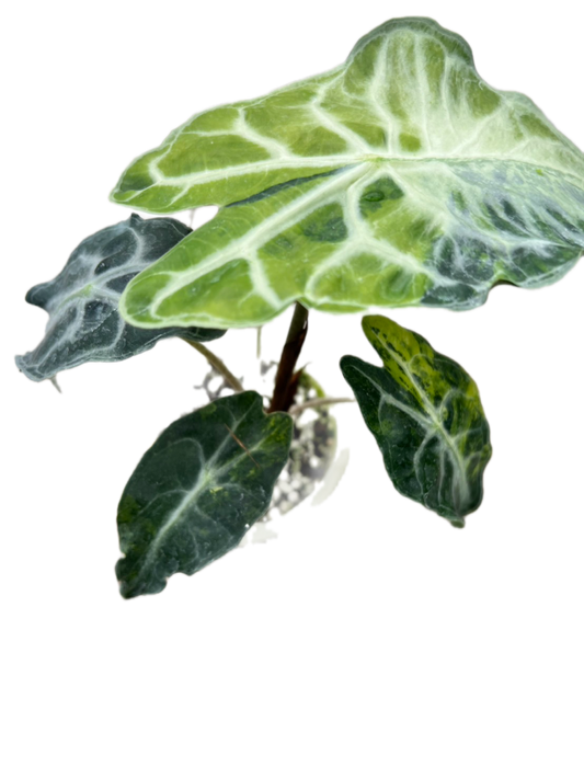 Alocasia ‘Venom’ Aurea Variegated