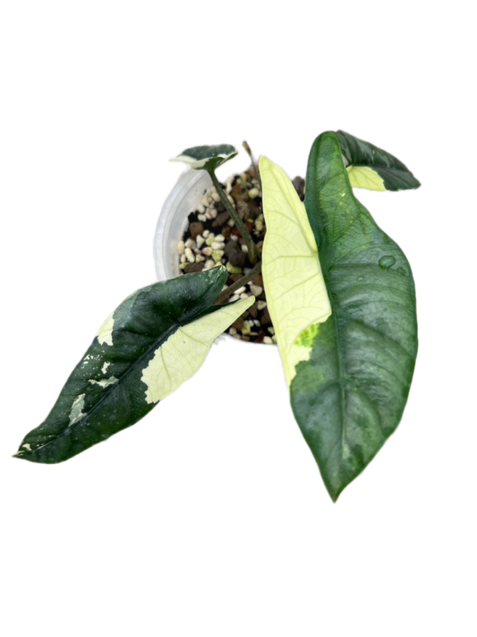 Alocasia Metallic blue albo variegated
