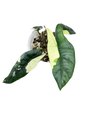 Alocasia Metallic blue albo variegated