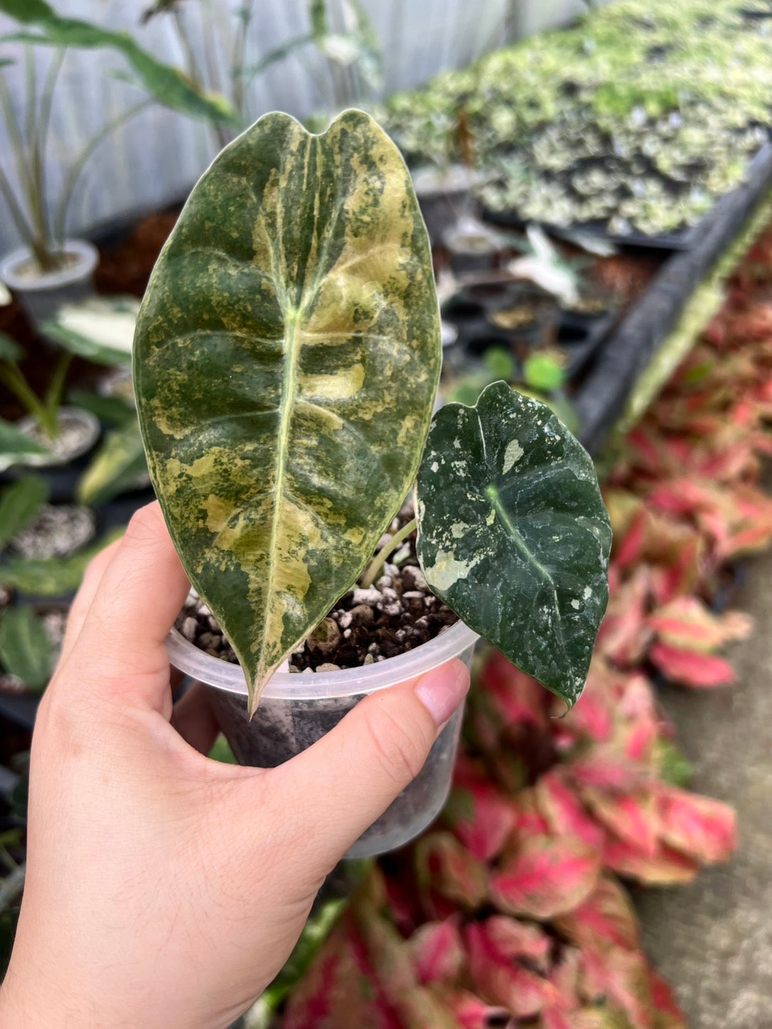 Alocasia Sedenii Aurea Variegated
