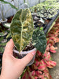 Alocasia Sedenii Aurea Variegated