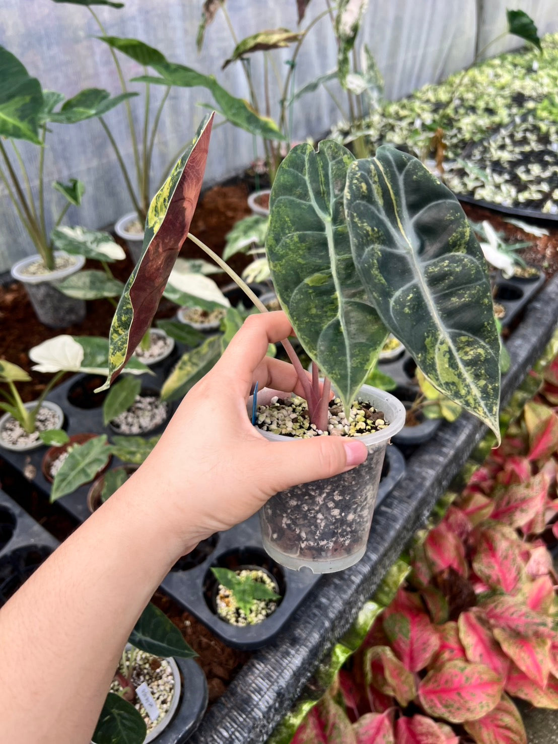 Alocasia Sedenii Aurea Variegated