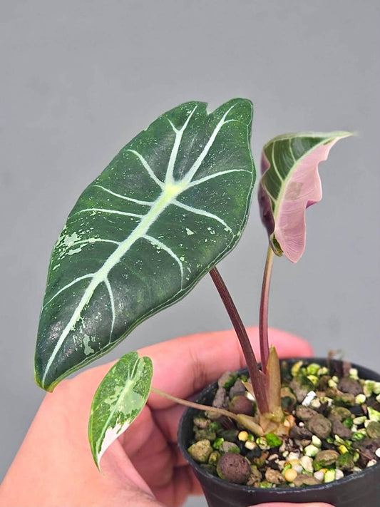 Alocasia Grandis Pink variegated