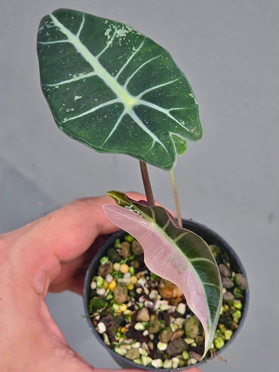 Alocasia Grandis Pink variegated