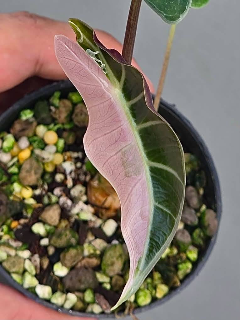 Alocasia Grandis Pink variegated