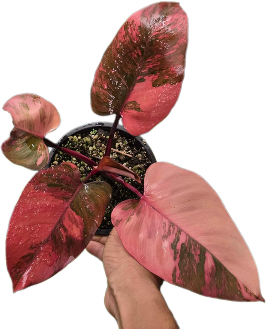 Philodendron pink princess tricolor(1 plant)