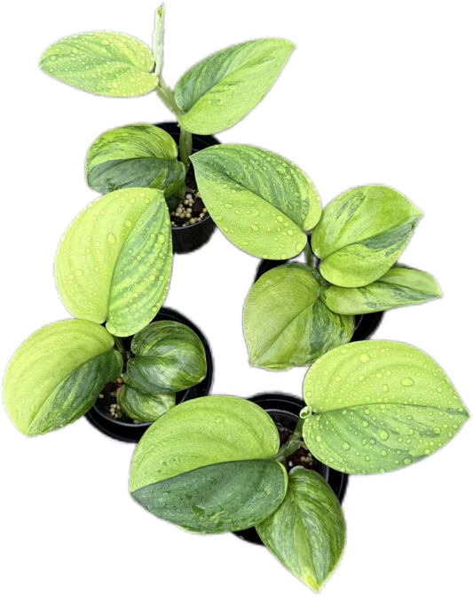 Scindapsus green on green variegated 
 - Set of 5 Plants