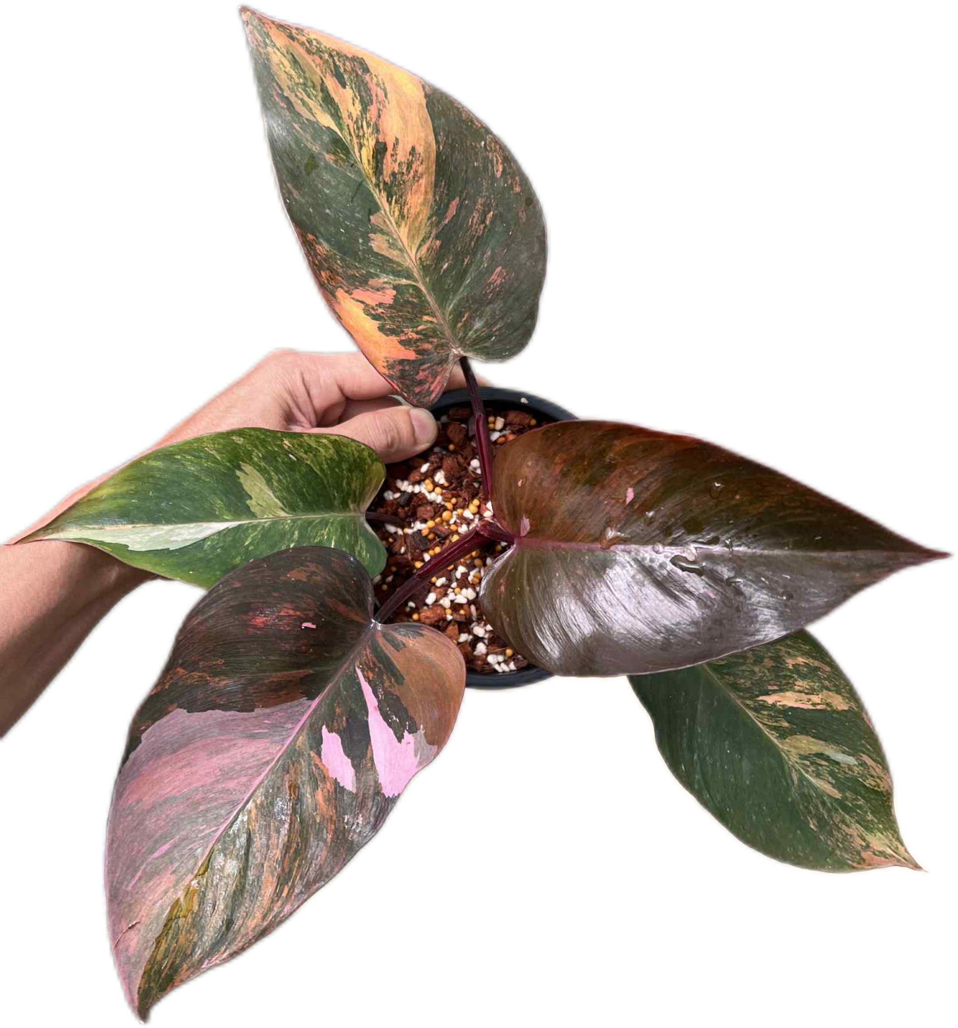 philodendron red anderson vs pink princess Philodendron pink princess tricolor(1 plant) – BanrakTonmai Garden Thailand