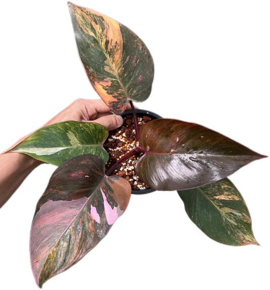 Philodendron pink princess tricolor(1 plant)