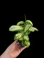 Hoya incrassata variegated- Wholesale Bundle (Set of 5 Plants)