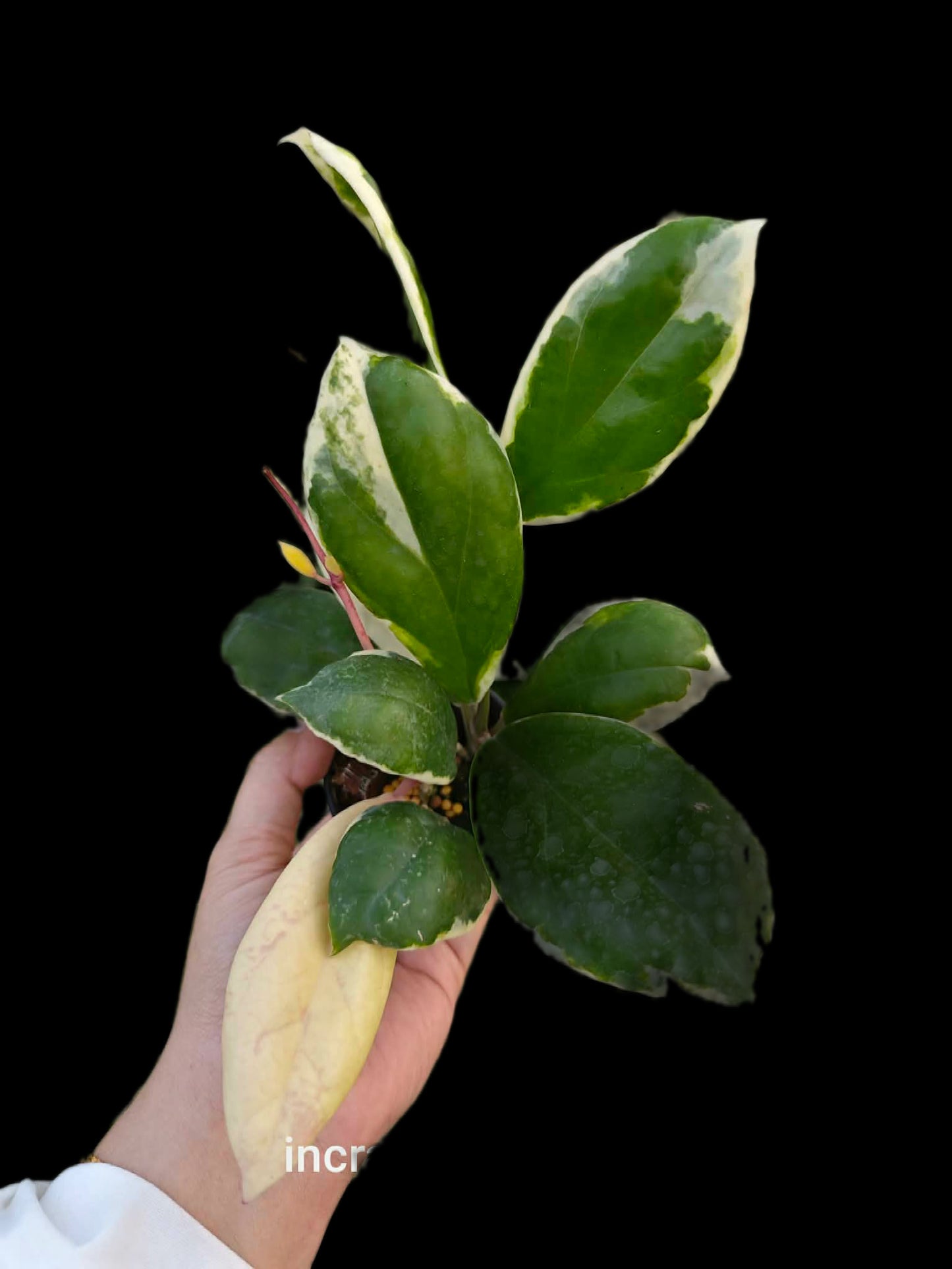 Hoya incrassata albomarginata- Wholesale Bundle (Set of 10 Plants)
