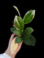 Hoya incrassata albomarginata- Wholesale Bundle (Set of 10 Plants)