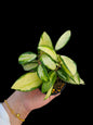 Hoya acuta variegated - Wholesale Bundle (Set of 10 Plants)
