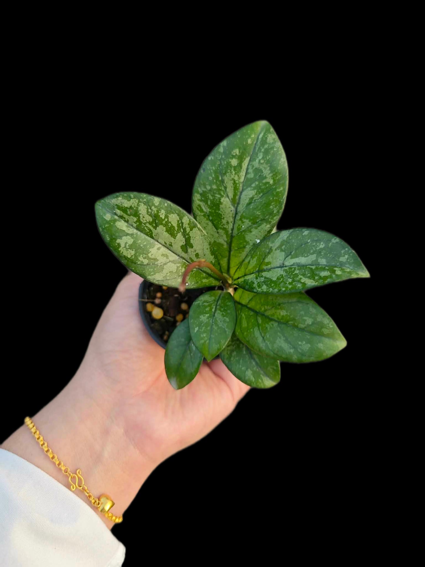 Hoya Crassipetiolata Splash - Wholesale Bundle (Set of 5 Plants)