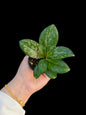 Hoya Crassipetiolata Splash - Wholesale Bundle (Set of 5 Plants)