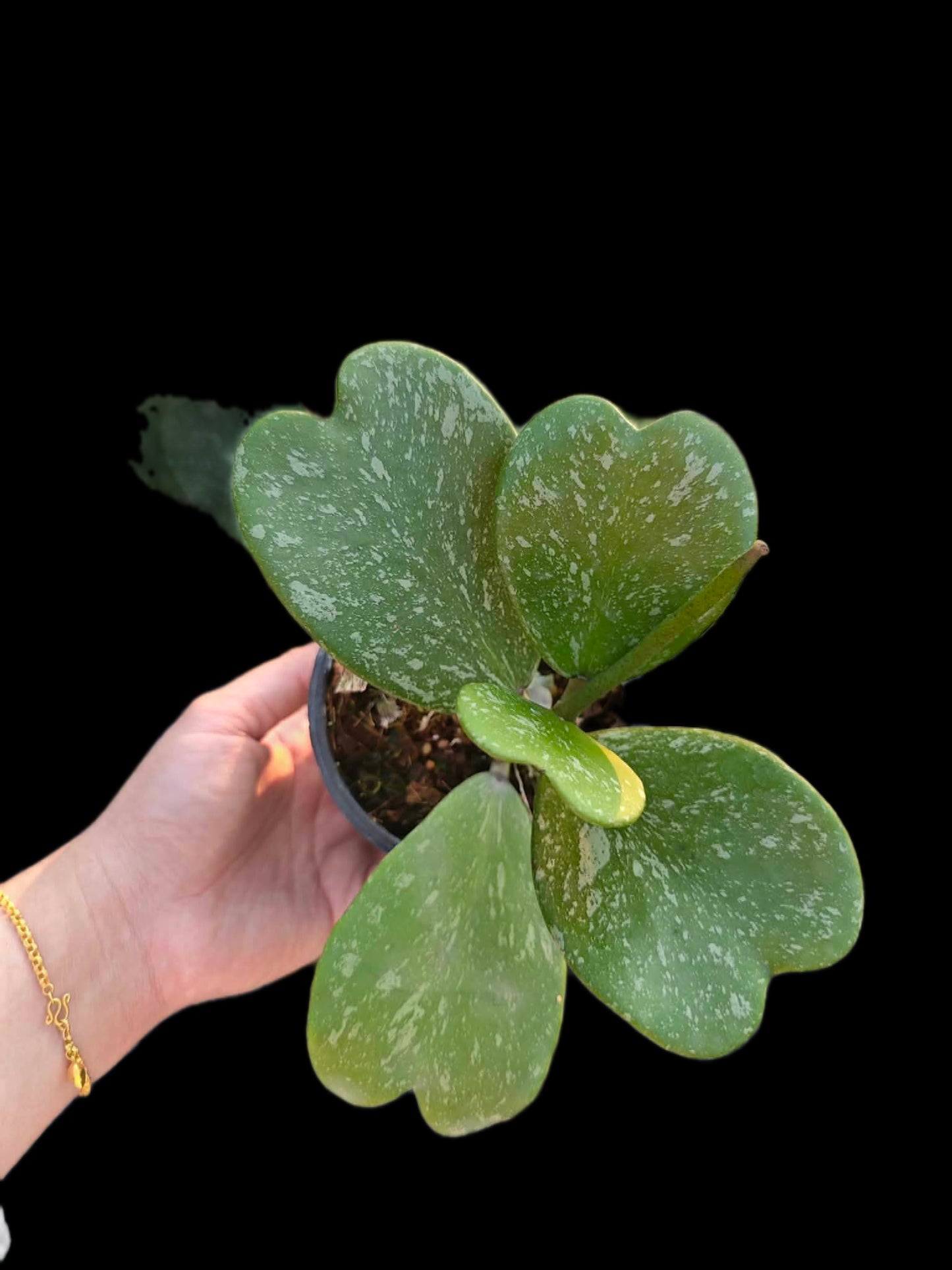 Hoya kerril splash - Wholesale Bundle (Set of 10 Plants)