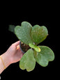 Hoya kerril splash - Wholesale Bundle (Set of 10 Plants)