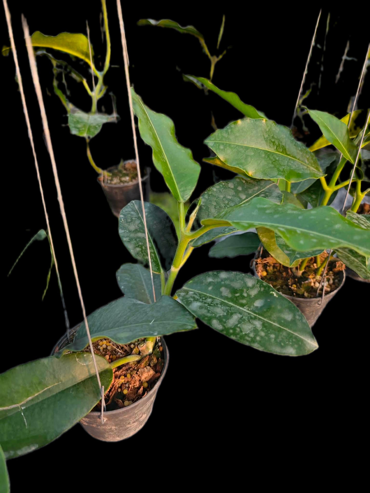 Hoya imperialis white - Wholesale Bundle (Set of 10 Plants)