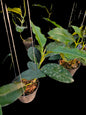 Hoya imperialis white - Wholesale Bundle (Set of 10 Plants)