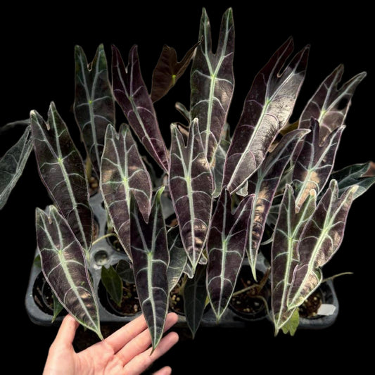Alocasia longiloba pure- set of 10 plants