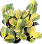 Philodendron Micans aurea Variegated - Wholesale Set of 5 Plants