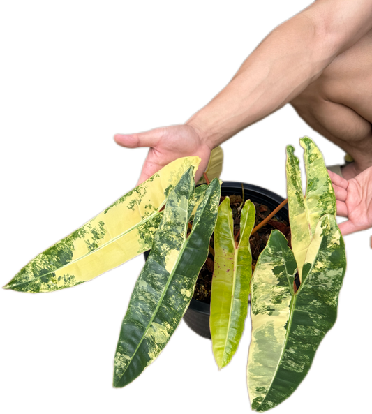 Philodendron billietae variegated(top cut 6 leaves rooted)