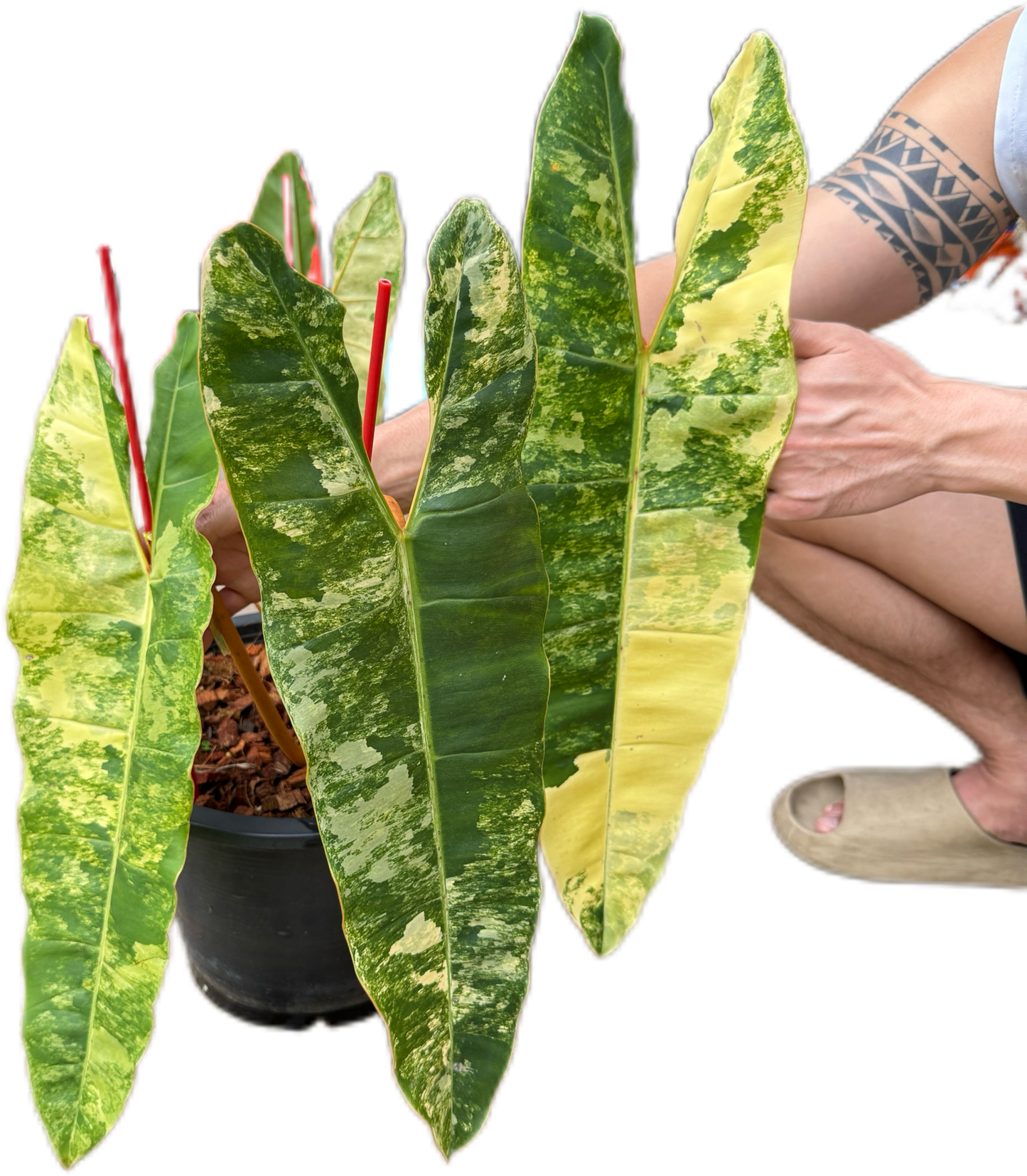 Philodendron billietae variegated(top cut 4 leaves rooted)