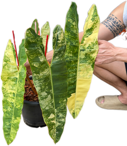 Philodendron billietae variegated(top cut 4 leaves rooted)