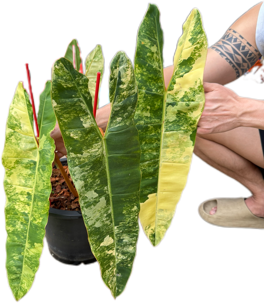 Philodendron billietae variegated(top cut 4 leaves rooted)