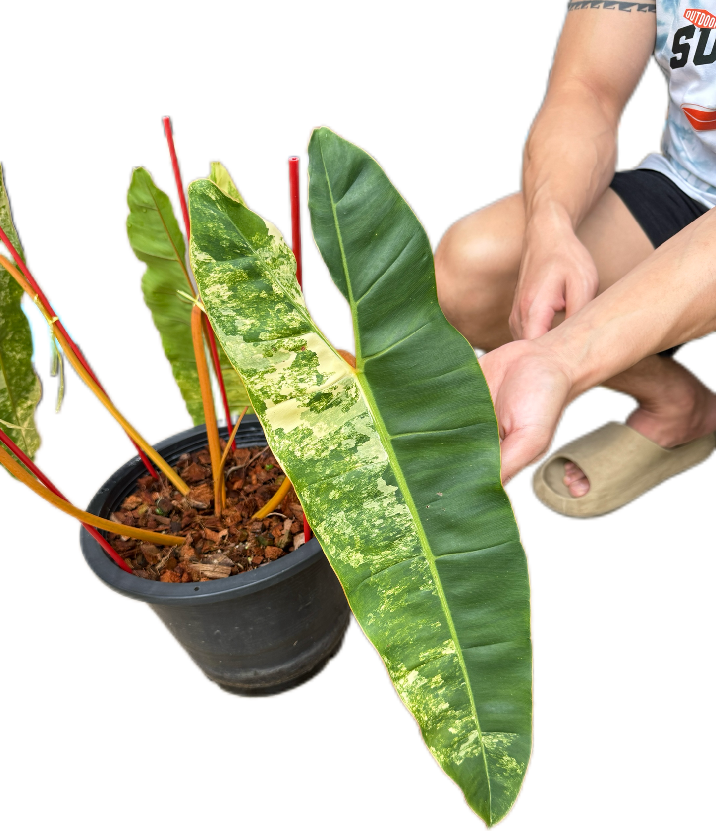 Philodendron billietae variegated(top cut 4 leaves rooted)