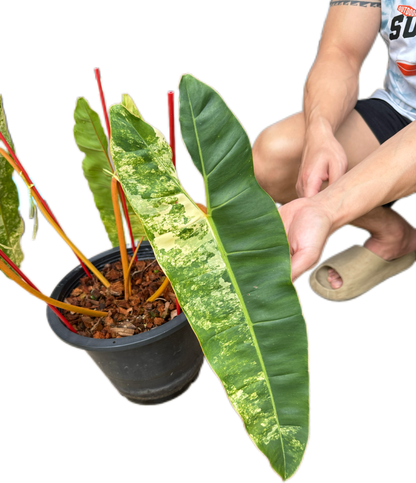 Philodendron billietae variegated(top cut 4 leaves rooted)