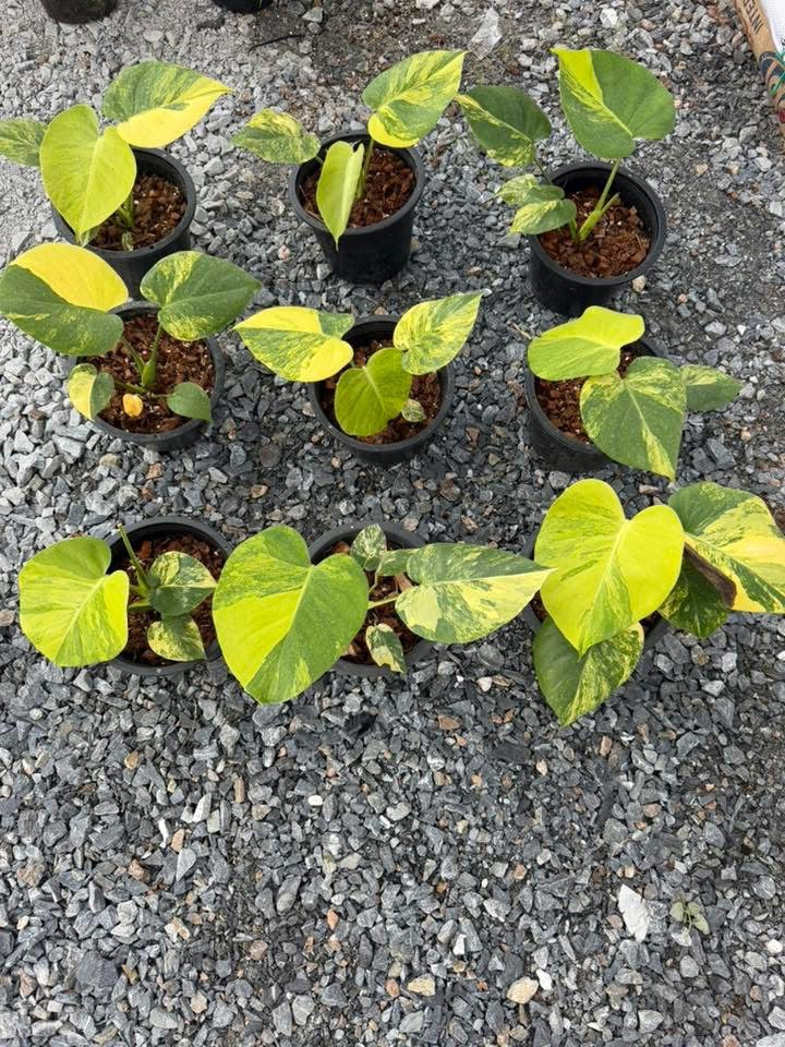 Monstera Deliciosa “Pom Pom”
- Set of 5 Plants