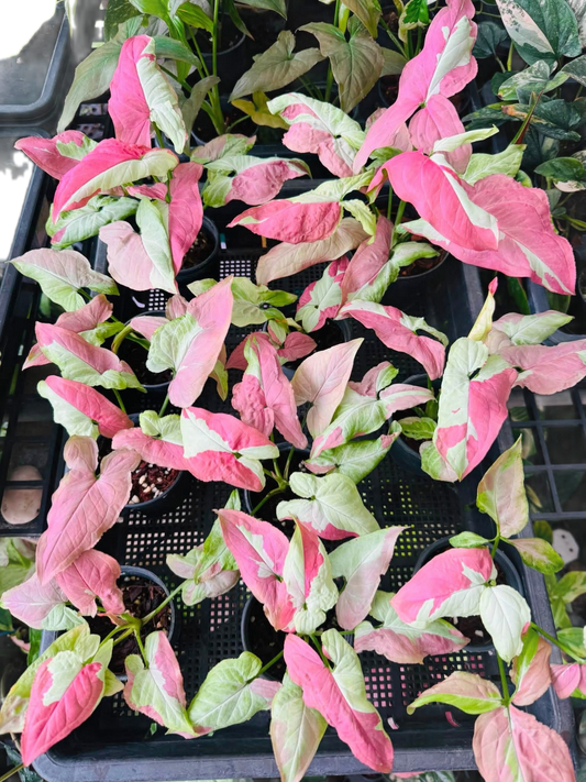 Syngonium ‘Pink Raspberry’ — Set of 5 Plants