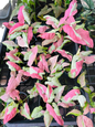 Syngonium ‘Pink Raspberry’ — Set of 5 Plants