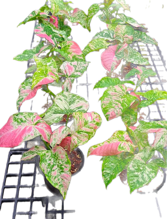 Syngonium ‘Strawberry Princess’ Tricolor