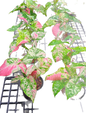 Syngonium ‘Strawberry Princess’ Tricolor